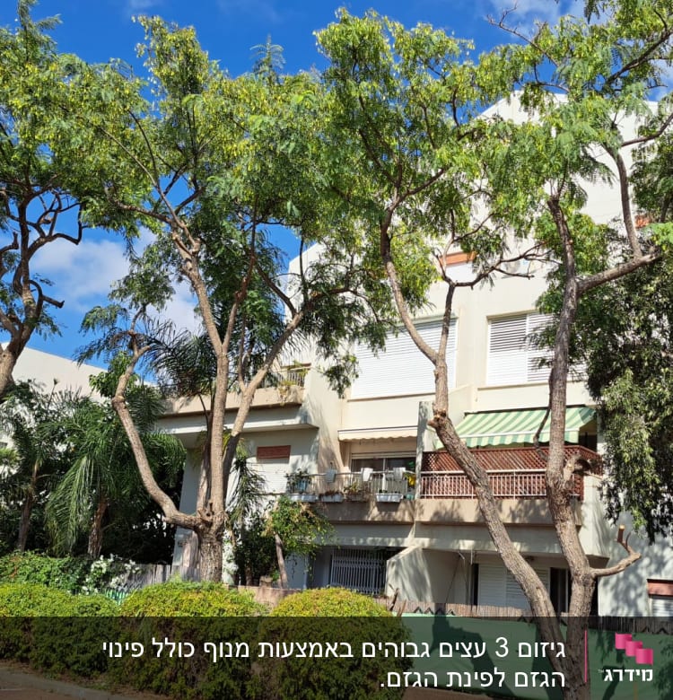 עצים גזומים ליד בניין מגורים